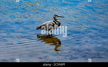 Great blue heron, wading in shallow water with reflection in water, at the Bolsa Chica Ecological Reserve, is a large wading bird in the heron family. Stock Photo