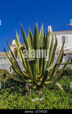 Agave americana with dry leaf tips in the late house with a house Stock Photo