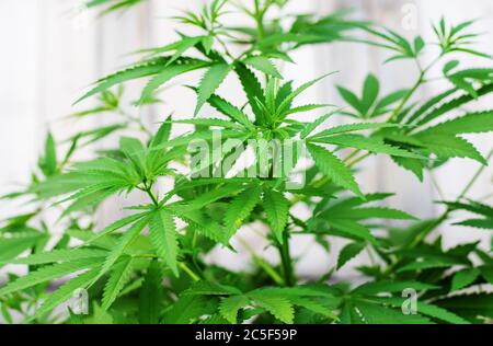 Pile of marijuana cannabis leaf texture.selectiv focus.nature Stock Photo