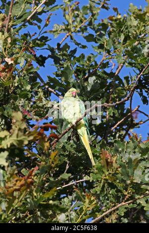 Rose-ringed (aka Ring-necked) parakeet (Psittacula krameri) high in oak tree, Bushy Park, Hampton Court, Greater London, England, UK, Europe Stock Photo