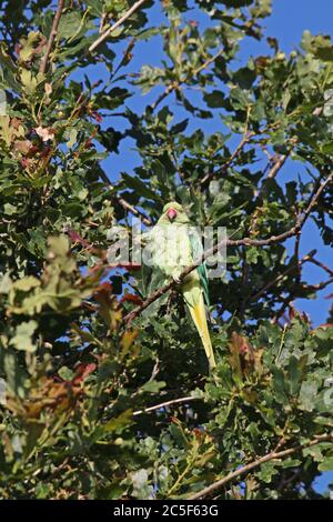 Rose-ringed (aka Ring-necked) parakeet (Psittacula krameri) high in oak tree, Bushy Park, Hampton Court, Greater London, England, UK, Europe Stock Photo