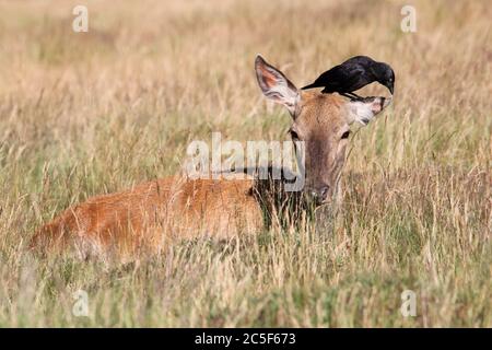 Fallow deer doe (Dama dama) being 'deloused' by a Jackdaw (Coloeus monedula), Bushy Park, Hampton Court, Greater London, England, Great Britain, UK Stock Photo