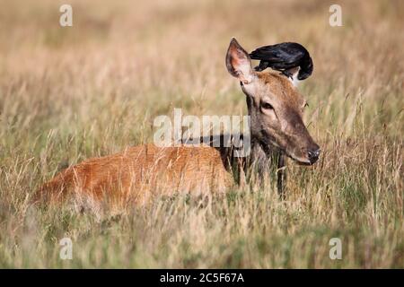 Fallow deer doe (Dama dama) being 'deloused' by a Jackdaw (Coloeus monedula), Bushy Park, Hampton Court, Greater London, England, Great Britain, UK Stock Photo