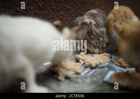 Homeless cats eat porridge from plastic bowls. Stock Photo