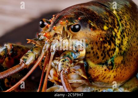 Cute face of cute live lobster with details. Macro shot. Stock Photo