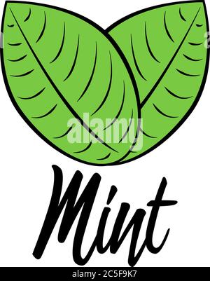 Mint text with two green leaves icon. Fresh healthy herb icon style vector illustration isolated on white background. Stock Vector