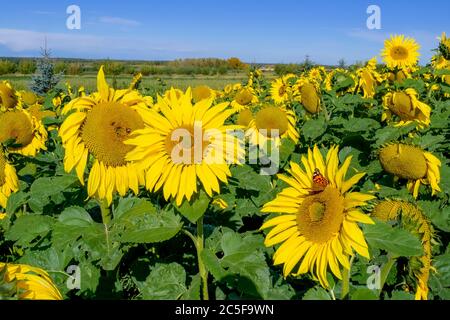 sunflowers in the yellow sunflower field on sunset Stock Photo - Alamy