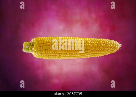 Corn isolated on retro purple background Stock Photo