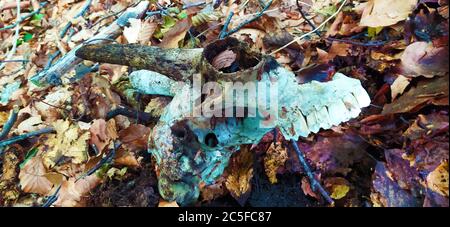 white skull of dead goat animal on the ground Stock Photo