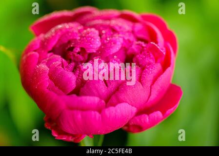 Peony rose renaissance after rain close-up. Red Spring Flower. Peony close-up. Selective focus on Peony Flower. Money flower of happiness. Stock Photo