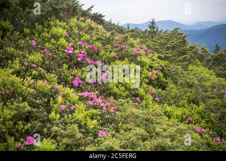 Beautiful summer landscapes in Carpatian mountains, many flowers, rhododendrons. Carpathians, Marmaroshchyna, Maramures, Ukraine Stock Photo