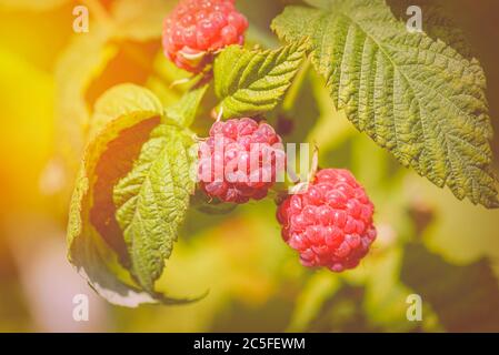Photo of ripe raspberries branch. Raspberries branch garden. Raspberries in the sun. Red berry with green leaves in the sun. Stock Photo