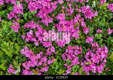 Blooming hybrid Azalia Rhododendron hybridum selection in a greenhouse. flower background Stock Photo
