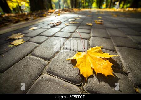 Close up of big yellow maple leaves laying on pedestrian sidewalk in autumn park. Stock Photo