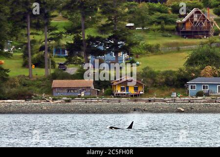 An adult male Northern Resident Killer Whale (Orcinus orca) surfacing in front of Alert Bay on the West coast of British Columbia, Canada. Stock Photo