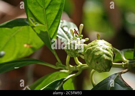 Morinda Citrifolia, Noni Plant Stock Photo