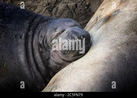 Baby northern elephant seal pup sleeps with face on mother in close up image on California beach. Stock Photo