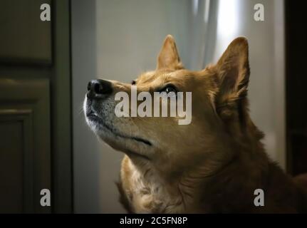 Beautiful dog with brown eyes and thick fur gazes upwards in close up profile image. Stock Photo