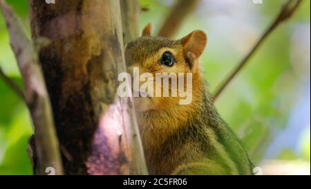 Chipmunk sitting in apple tree Stock Photo