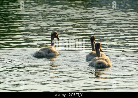 Ente und Schwan in Limmer Schleuse,Hannover. Stock Photo