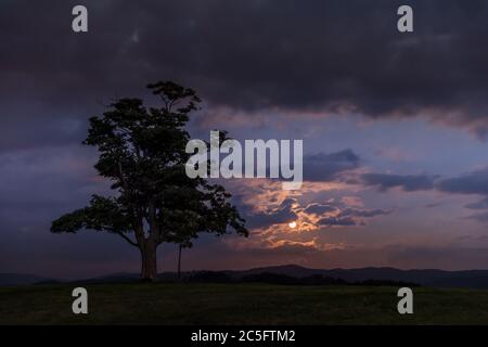 Moon rise abandoned tree on a hill at dark sunset with the rising moon in full moon over the horizon between nature and landscape overlooking dark moo Stock Photo