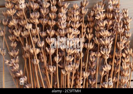 Old dried lavender flowers on gray toned wooden table. Closeup. View from above Stock Photo