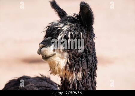 Close up of the multi color shaggy locks of an adult Suri Alpaca. Stock Photo