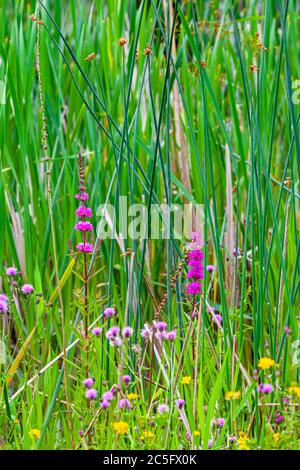 Wild flowers and reeds growing in the coastal marsh along the Steveston waterfront Stock Photo