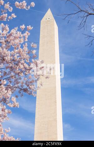 Washington Monument centered in spring with pink cherry blossoms / sakura / Prunus serrulata in left foreground, Washington, D.C., United States Stock Photo