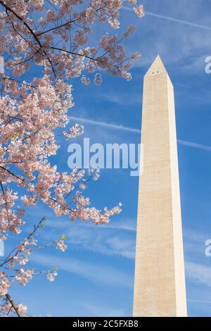 Washington Monument in spring framed by pink cherry blossoms / sakura / Prunus serrulata in left foreground, Washington, D.C., United States