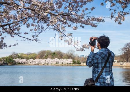A young male photographer taking pictures of / photographing cherry blossoms / sakura along Potomac River, Washington, D.C., United States Stock Photo
