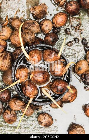 Betel nut before eat Stock Photo
