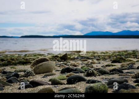 Close up view of clam shell with beach in soft focus in the background Stock Photo