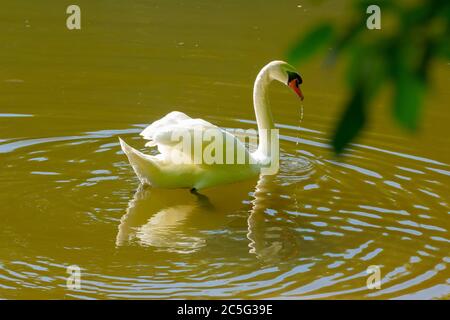 Side view of a swan swimming on a lake in backlight Stock Photo