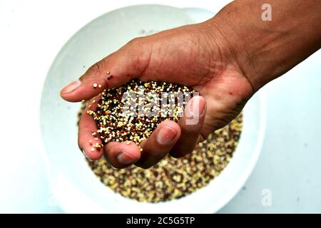 Cupped hand with three colors quinoa Stock Photo