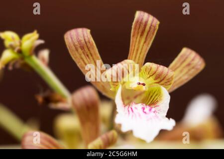 The tiny flower of Eulophia petersii, a tropical succulent in the Orchidaceae family native to Africa and known for growing in rocky harsh climates. Stock Photo