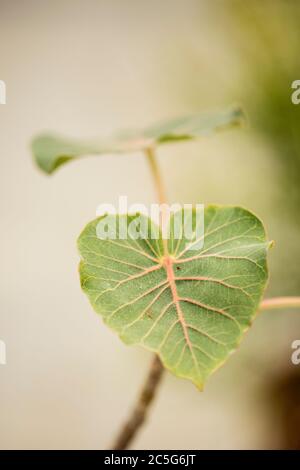 A closeup photo of the leaf of a rock fig tree (Ficus petiolaris), also known as petiolate fig and native to Mexico. Stock Photo