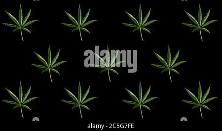 Pattern of green cannabis leaves on a black background. Stock Photo