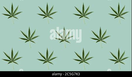 Pattern of green cannabis leaves on a pastel blue background. Stock Photo