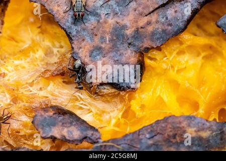 Black ant eats a rotten mango macro closeup Stock Photo