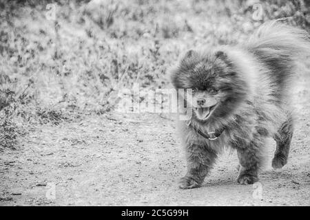 A pet portrait of a pomeranian dog. A popular breed of dog in the United States. Stock Photo