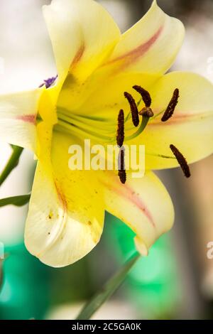 A tropical flower growing in a garden; Mission Viejo, California. Stock Photo