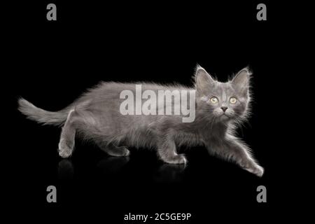 Cute Gray Kitten hunt on Isolated Black Background Stock Photo