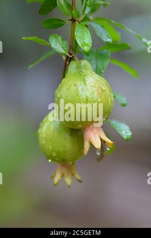 Pomegranate raw fruit on plant Stock Photo