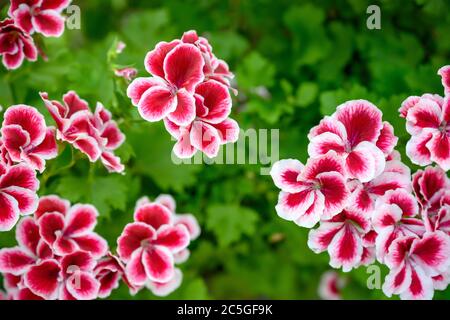 Geranium The scientific name is Pelargonium x hortorum L.H.Bail. Dark pink petals and white flower edges on a blurred green background. Stock Photo