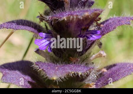 Ajuga pyramidalis, Pyramidal Bugle. Wild plant shot in summer. Stock Photo