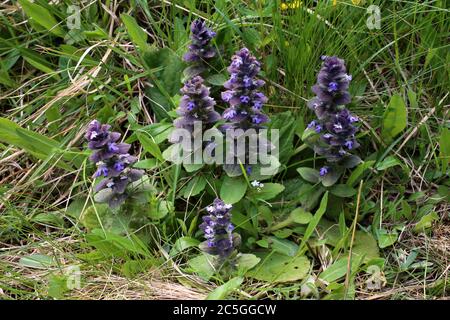Ajuga pyramidalis, Pyramidal Bugle. Wild plant shot in summer. Stock Photo