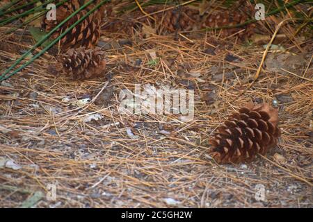 Fallen Pine Cones on Ground Stock Photo