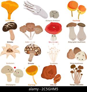 Cute vector of fungi mushroom with smily happy face - Chanterelle, stinkhorn, Cup, Shiitake, Indian Oyster, King oyster, Earthstars, Enokitake, Straw, Stock Vector