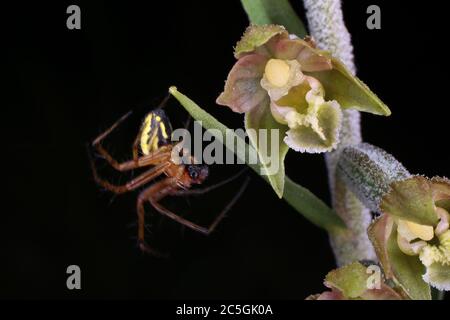 Epipactis microphylla, Small-Leaved Helleborine. Wild plant shot in summer. Stock Photo